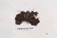 藏品(異葉提燈苔)的圖片